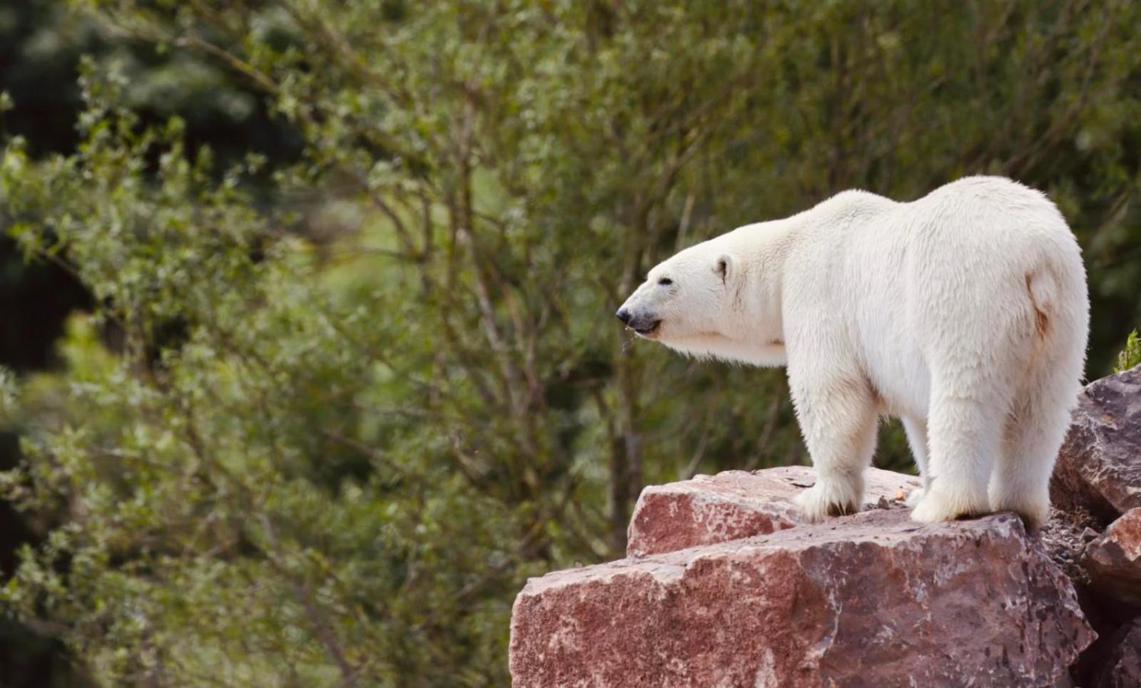 Chic 2 Bed Peak District Cottage Barn Near Alton Towers, Polar Bears, Chatsworth House Leek Exterior foto